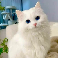 Tiểu Bạch (Trương Trạch Vũ)