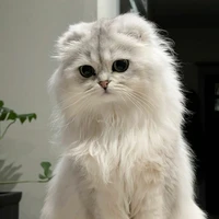 Tiểu Leo (Tô Tân Hạo)