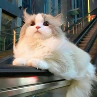 Bánh Bao (Tả Hàng)