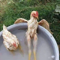 fifai