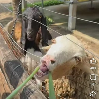 T/g và con cốt😇