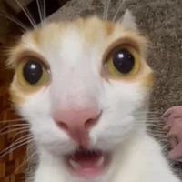 Hệ thống ngống lào