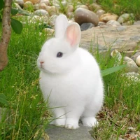 Phuocthinh (dạng thỏ)