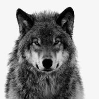 Tuanduy (dạng sói)