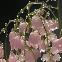 Kon voiuu [Muzik🐼]💗🎀