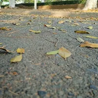 Đạo diễn lưu