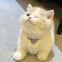 Sodi