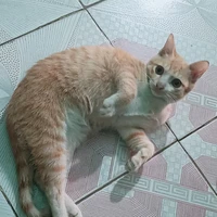 Tg yêu Hoá vaizlon😔🌹💐