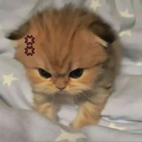T/g JYi