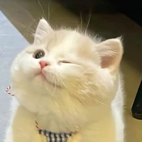 Ny t/g AYUONG