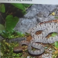 Rắn tổ trưởng 4