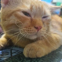 tác giả chính là tui hẹ hẹ