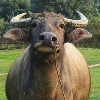 Trâu chạy deadline 〔𝕎〕