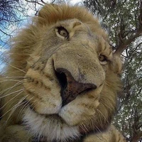 Chúa tể sơn lâm 〔𝕎〕