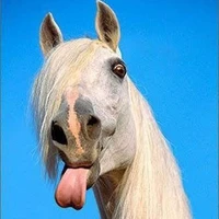 Bạch mã siêu men lì 〔𝕃〕