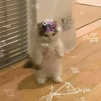 Hà vi