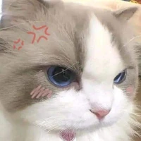 Bông Xanh😺|dạng mèo|