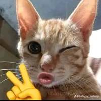 đan uyên