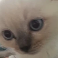 enimo