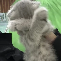 con mèo [ tác giả ]