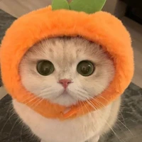 Tác giả mê mèo