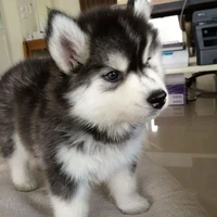 Koko(코코)