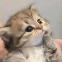 Chun ( mèo của Việt Nam)