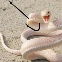 Tiểu Bạch<bet tg>