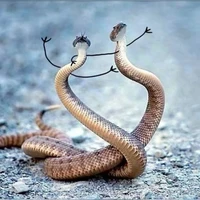 Cạp nong cạp nia 🐍🐍