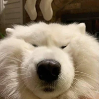 T/g tổng tài mét 5(?)