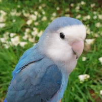 NiNi