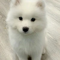 NaNa