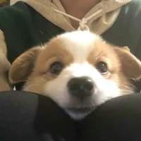 tác giả bị trĩ