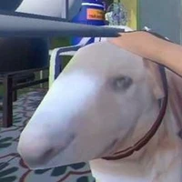 vàng´꒳`