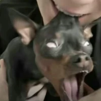 bvs siêu thấm hút