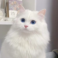 Hệ Thống 971 /Con mồn lèo