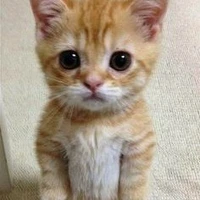 Mồn Lèo - Tác giả