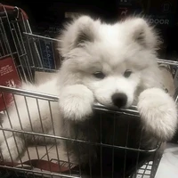 •Chú chó nghịch ngợm•