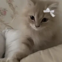 tất cả mn ( trừ ai thì trừ )