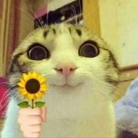 All (trừ ai thì trừ)