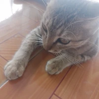 chấp mọi vai