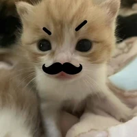 @Meobua