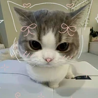 meo meo( tác giả )