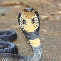 tảm tiêu🐍