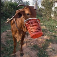 Bò