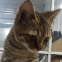 Bông(Nghé Thúi💔)