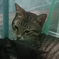 Kẹo (Kẹo kéo😔)