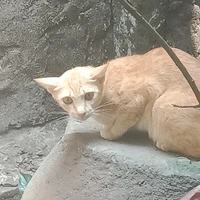 Tác giả 🦕🐱🐸🐥🦋🦘🕊🦫