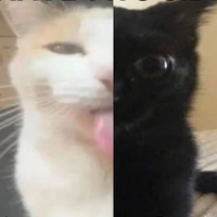 T/g