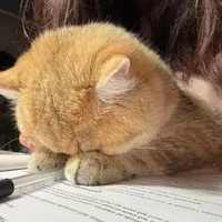 những ng ở đó 🌸✨